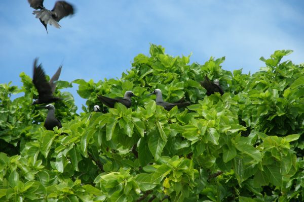 Black Noddy colony Lady Musgrave