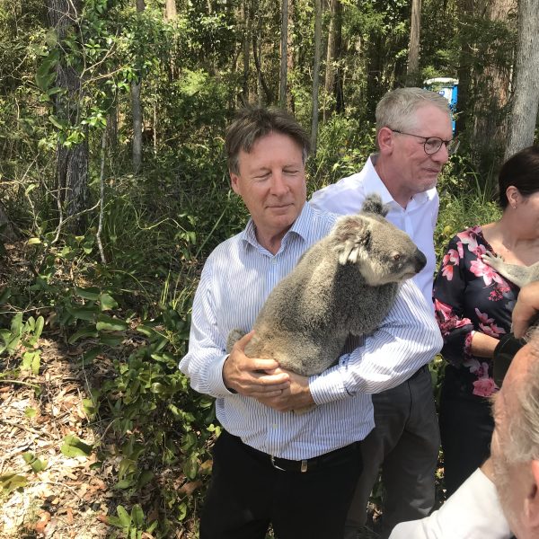 Save the Koalas