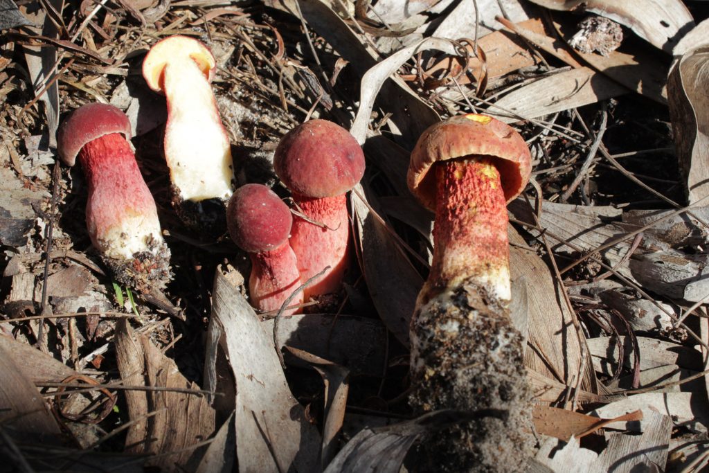 Mushrooms named Heimioporus australis