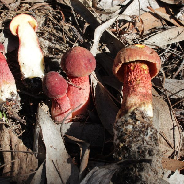 Mushrooms named Heimioporus australis