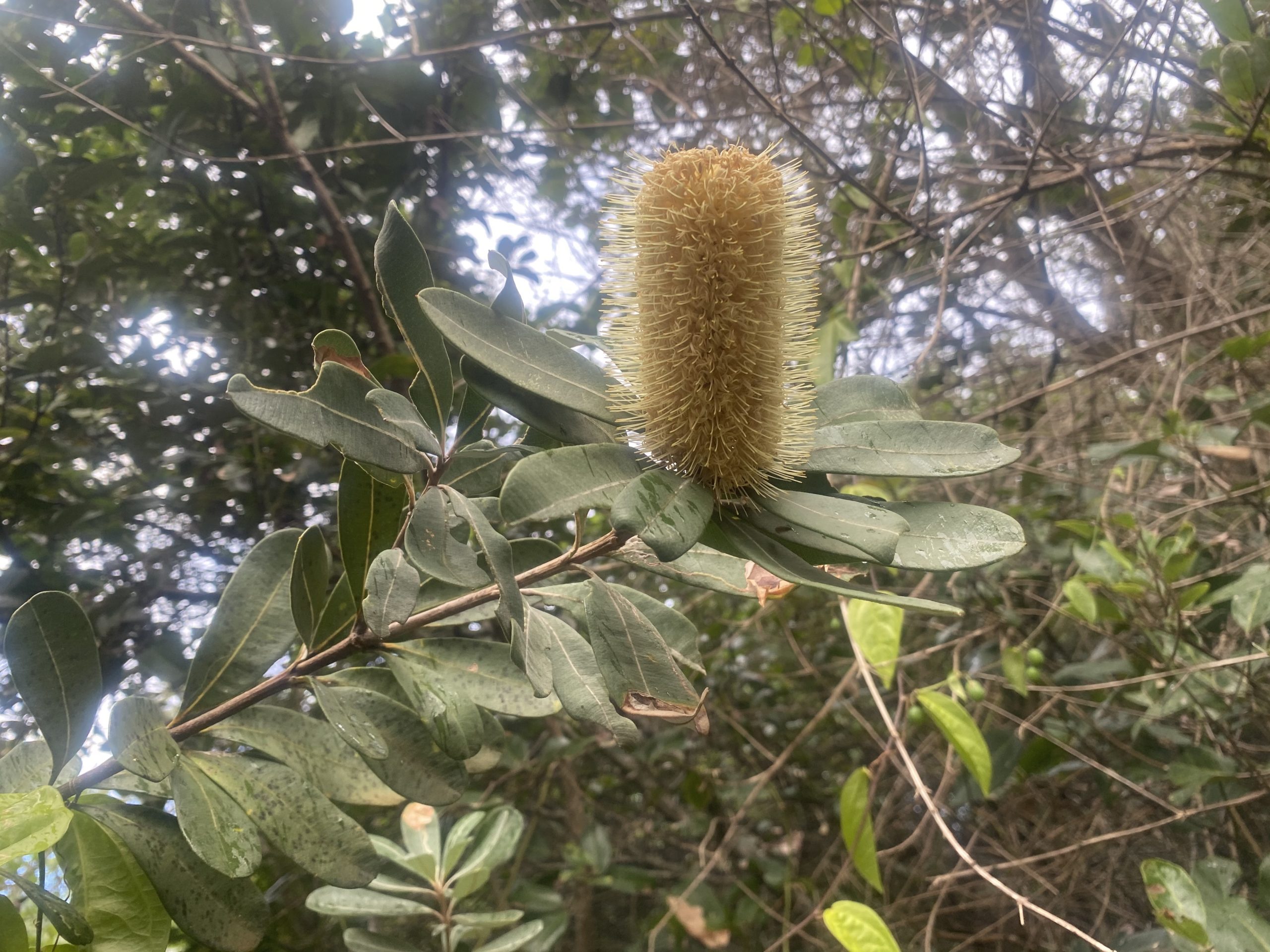 Coast Banksia (Banksia integrifolia