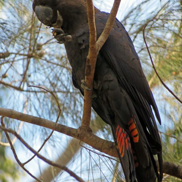 Glossy black-cockatoo Noosa National Park