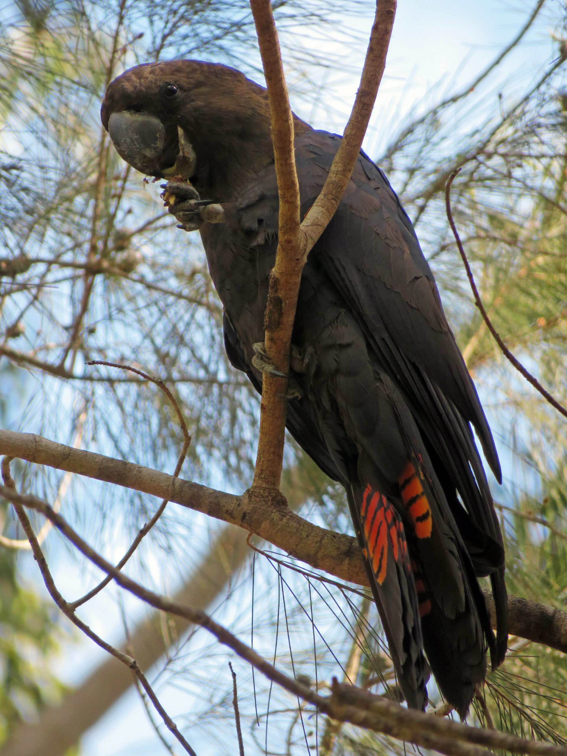 Glossy black-cockatoo Noosa National Park
