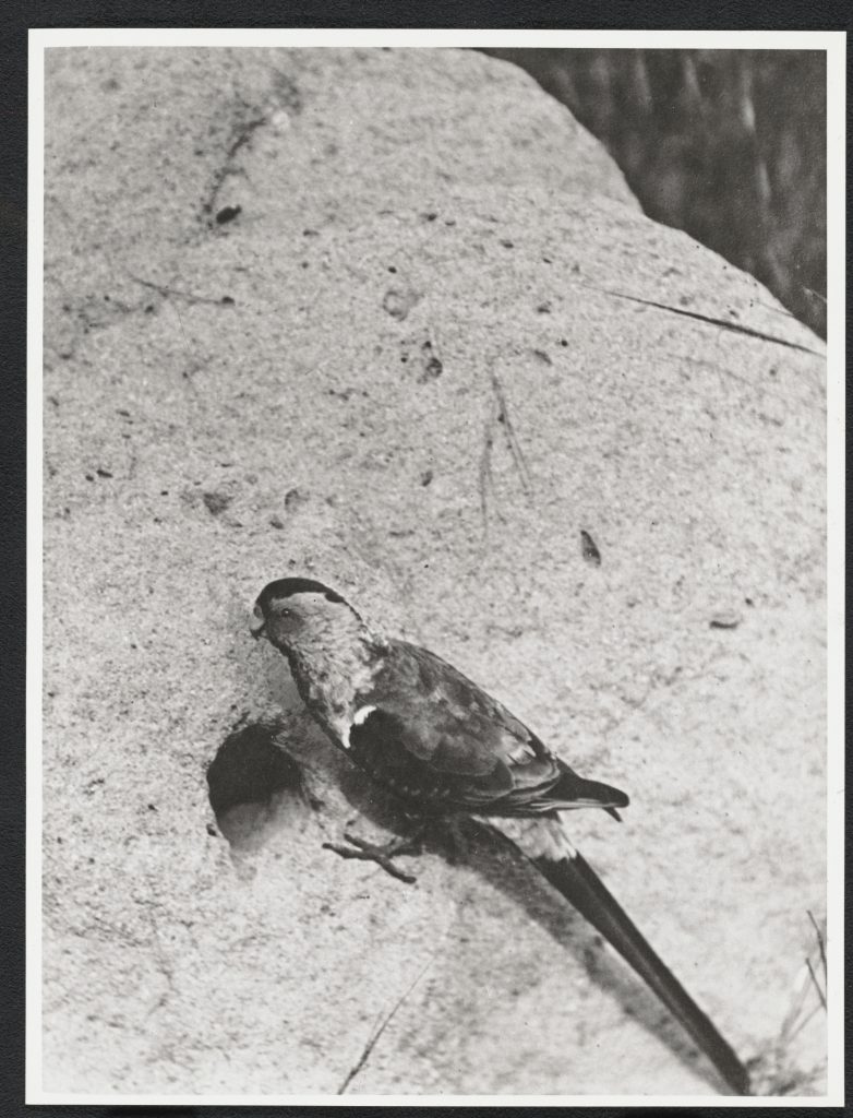 Male Paradise Parrot at the entrance to its nest, photographed by Cyril Jerrard in 1922. National Library of Australia, PIC Box PIC/8902 #PIC/8902/3.