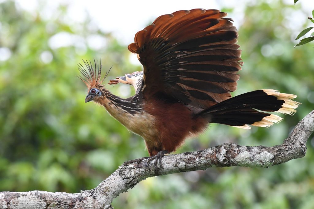 Hoatzin, a primitive bird of the quiet waterways of the Amazon Basin