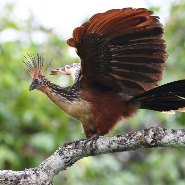Hoatzin, a primitive bird of the quiet waterways of the Amazon Basin