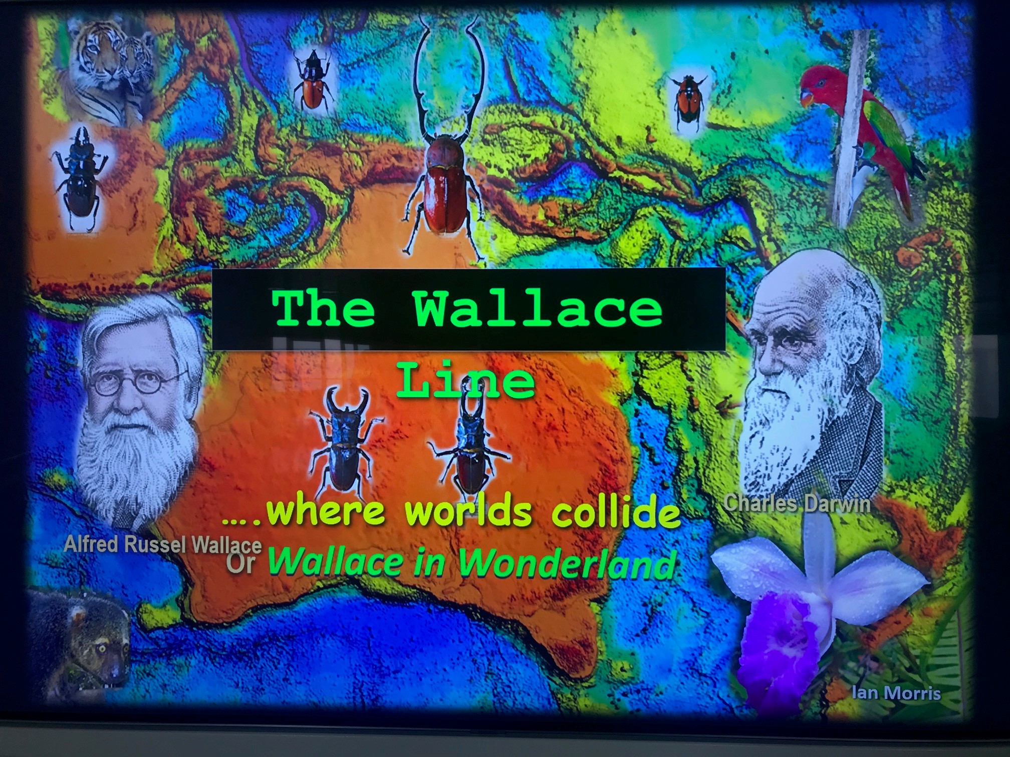 The Wallace Line illustration