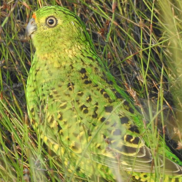 Eastern Ground Parrot