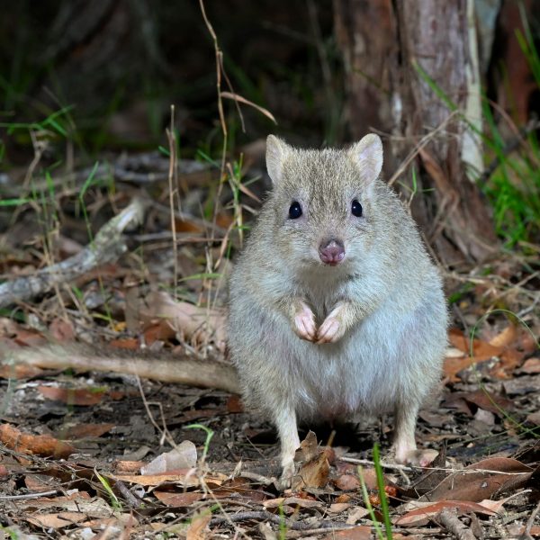 One of Australia’s most endangered mammals, the Northern Bettong ©Wayne Lawler/AWC