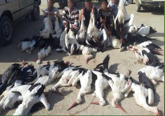 Storks shot out of the sky, courtesy of the Department of Environment, Government of Lebanon.
