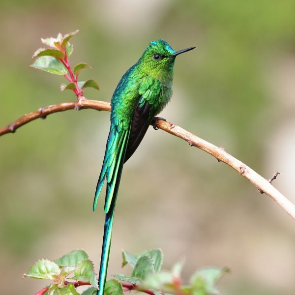 Long-tailed Sylph at Colobri do Sol, Colombia by Peter Odekerken