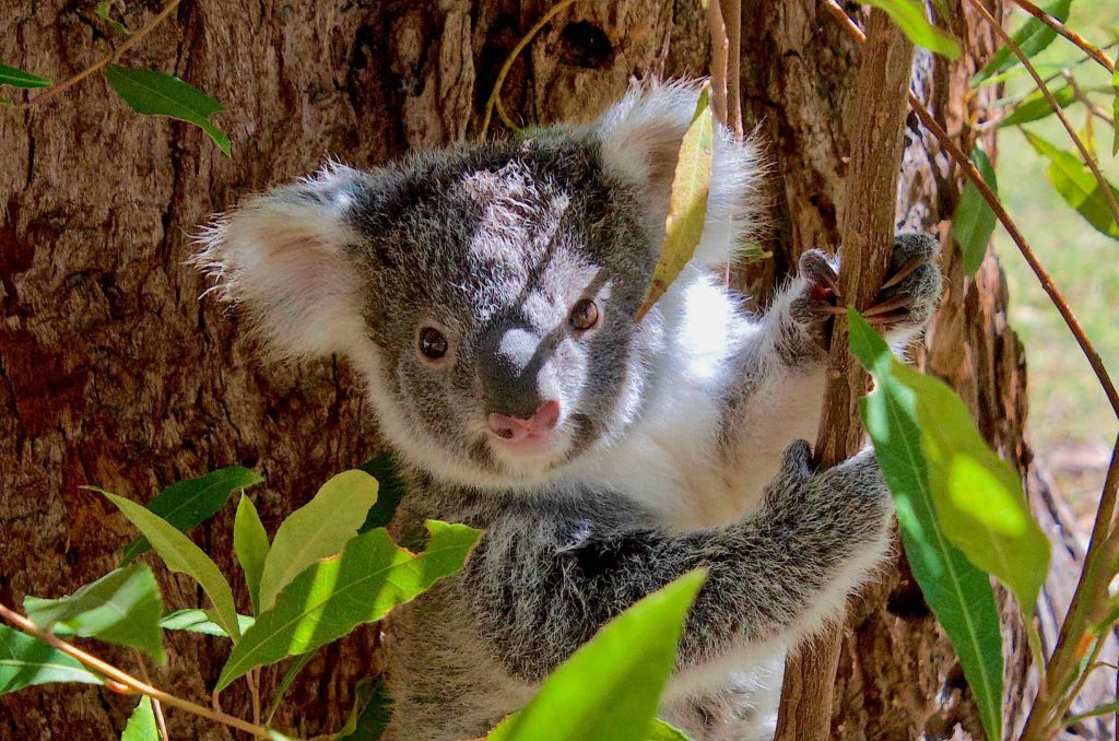 A young koala joey in Noosa National Park Credit: Bernard Jean