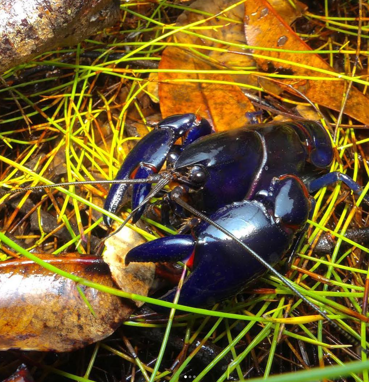 Swamp crayfish (C.robustus), Mooloolah River NP. Photo by Ollie Scully