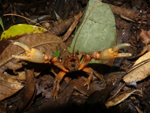 Mount Glorious spiny crayfish (E.setosus), D’Aguilar NP. Photo by Ollie Scully