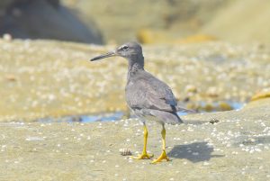 Wandering Tattler - ©Quentin Brown – Approved for single use only