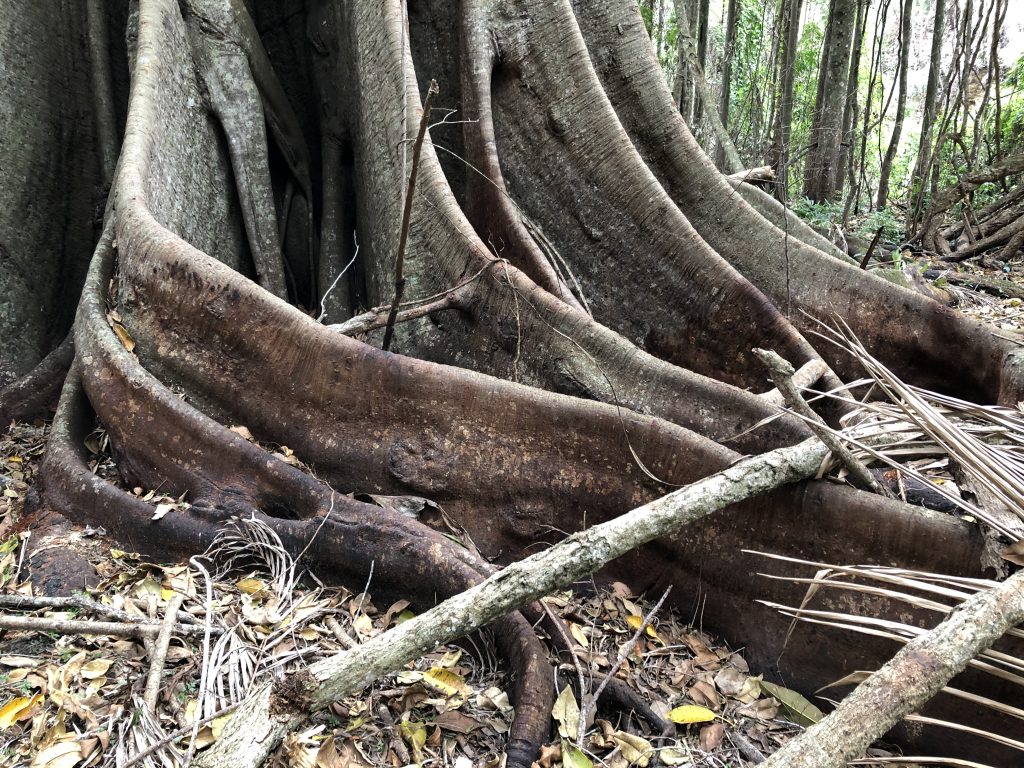 Ficus buttresses and burn scars