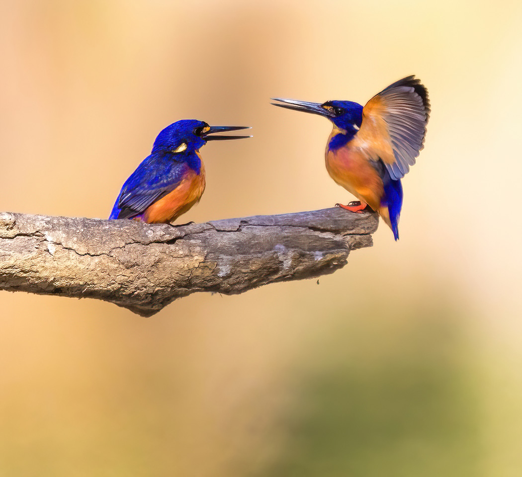 Azure kingfishers in a mating ritual. Photo by Gary Quirk