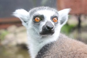 Lemur, Taronga Zoo, Karen Jones
