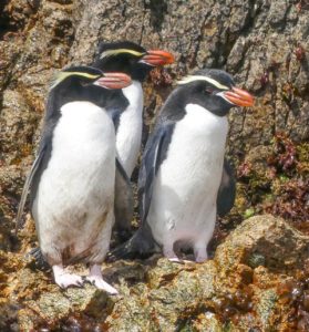 Snares Crested Penguin, Snares Islands (Photo: Gillie Matthew).