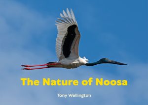 Tony’s book cover featuring flying black-necked stork (Jabiru)