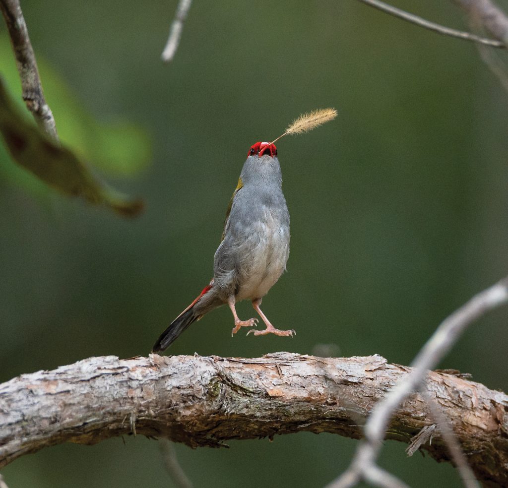 Red-browed finch performing a stem display, Tony Wellington