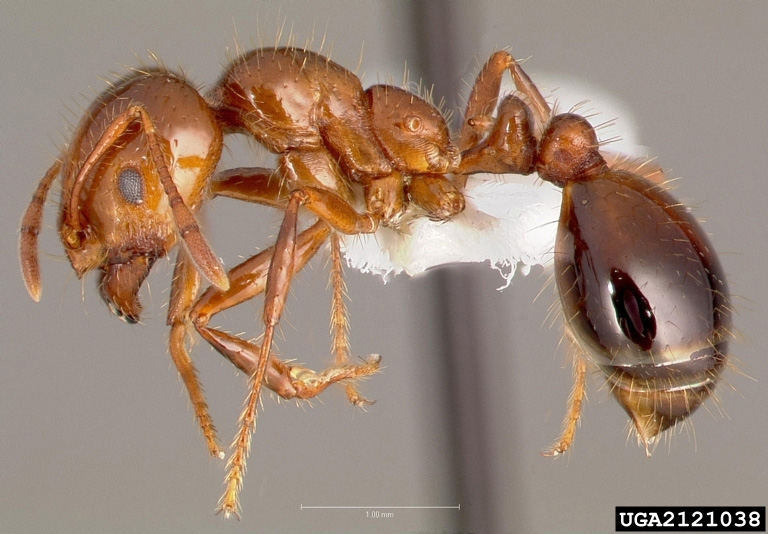 Preserved Red Imported Fire Ant (Photo: Invasive Species Council)