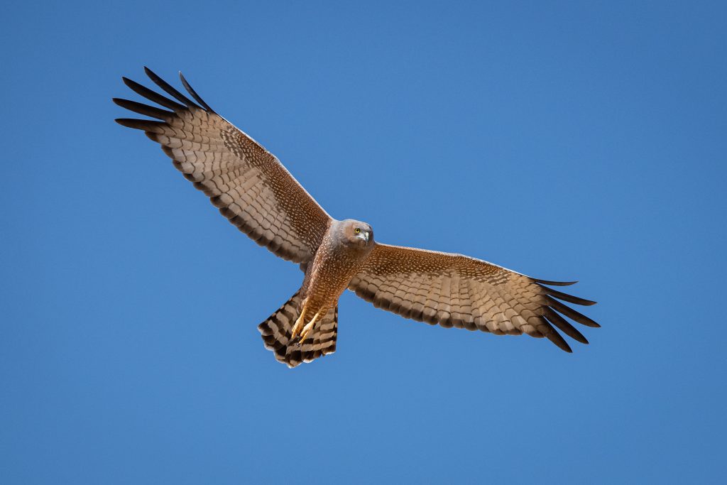 Spotted Harrier – Credit Jon Norling