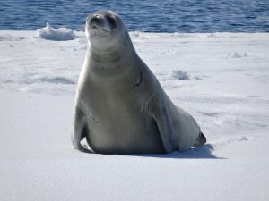 Seal in Antarctica – Credit D. Shun Wah