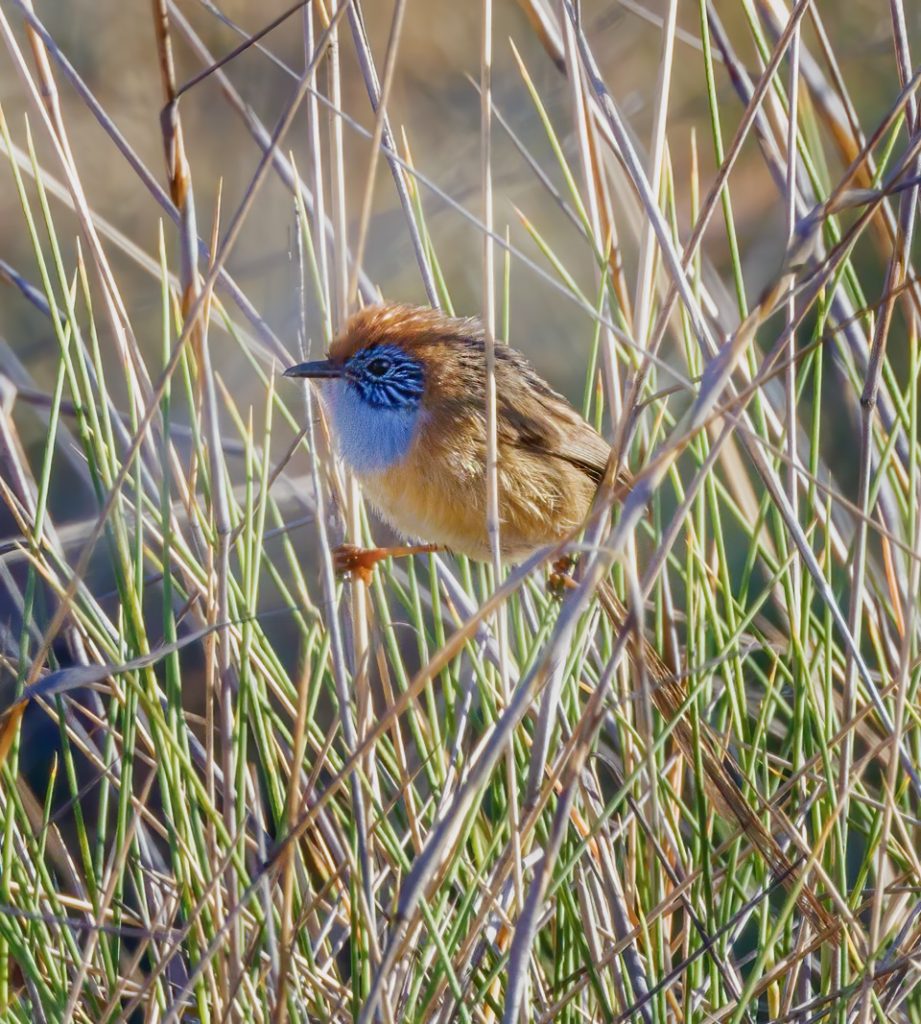 Mallee Emu-wren, Hattah by Gary Quirk