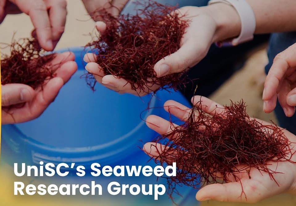 UniSC Seaweed Research Group