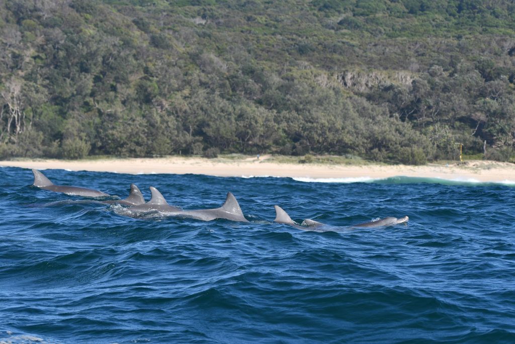 Group of bottlenose dolphins surfing the waves off Noosa. - Photographer: Georgina Hume.