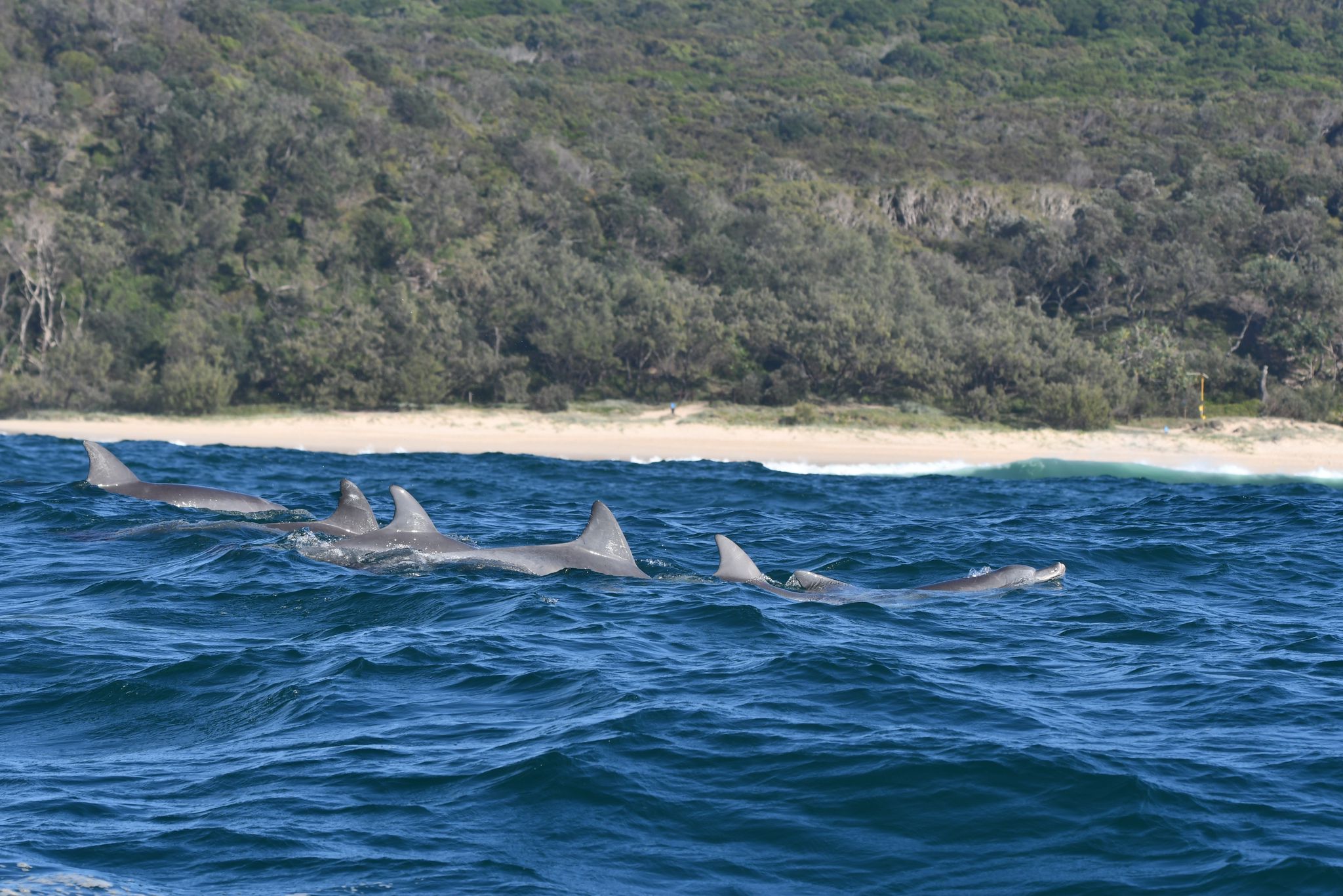 Group of bottlenose dolphins surfing the waves off Noosa. - Photographer: Georgina Hume.