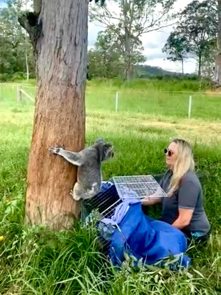 Katrina Koutsellis releasing a rescued koala, photo by Bev Trevithick